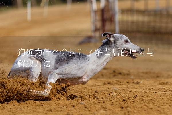 狗狗為什么會抖？了解背后的原因與解決方法