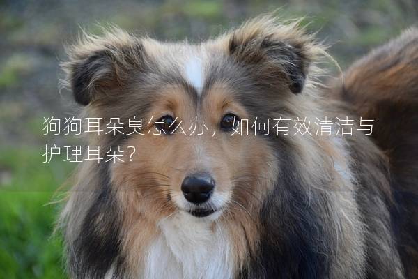 狗狗耳朵臭怎么辦，如何有效清潔與護理耳朵？