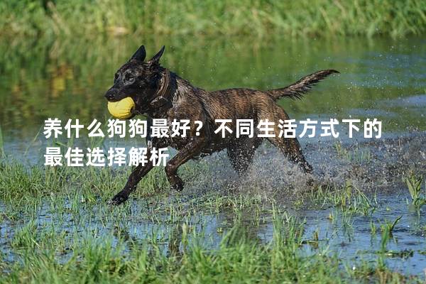 養什么狗狗最好？不同生活方式下的最佳選擇解析