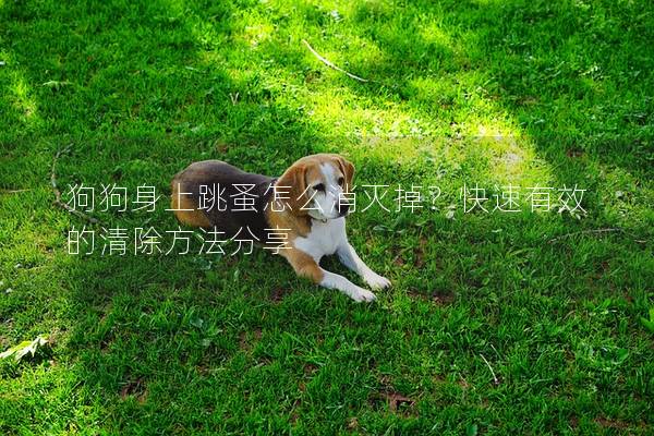 狗狗身上跳蚤怎么消滅掉？快速有效的清除方法分享