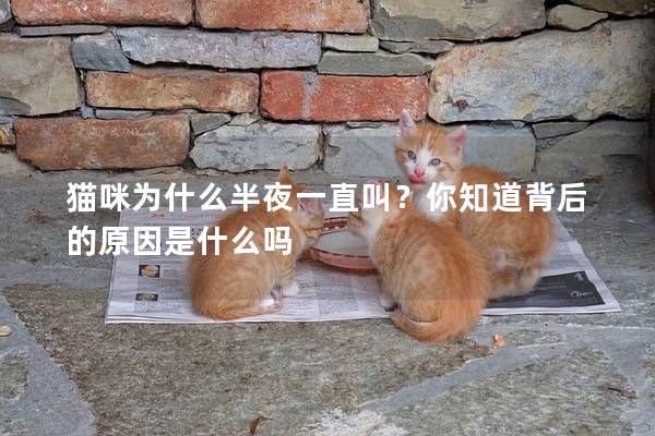 貓咪為什么半夜一直叫？你知道背后的原因是什么嗎