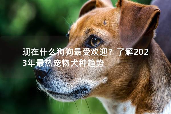 現在什么狗狗最受歡迎？了解2023年最熱寵物犬種趨勢