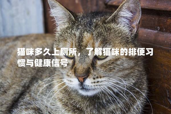 貓咪多久上廁所，了解貓咪的排便習慣與健康信號