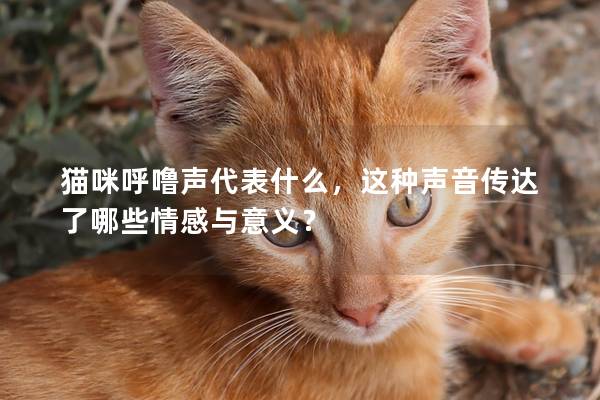 貓咪呼嚕聲代表什么，這種聲音傳達了哪些情感與意義？