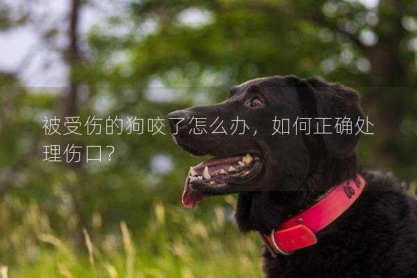 被受傷的狗咬了怎么辦，如何正確處理傷口？