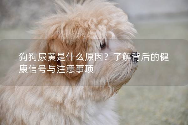 狗狗尿黃是什么原因？了解背后的健康信號與注意事項