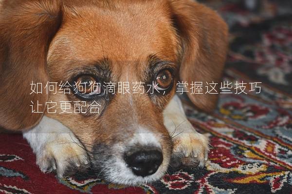 如何給狗狗滴眼藥水，掌握這些技巧讓它更配合