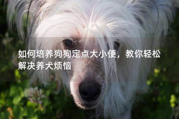 如何培養狗狗定點大小便，教你輕松解決養犬煩惱