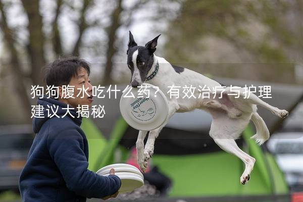 狗狗腹水吃什么藥？有效治療與護理建議大揭秘