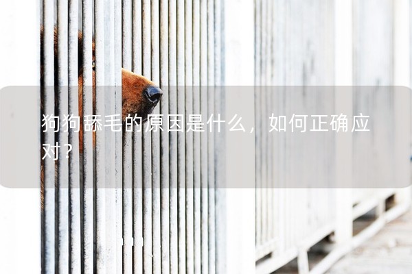 狗狗舔毛的原因是什么，如何正確應(yīng)對(duì)？