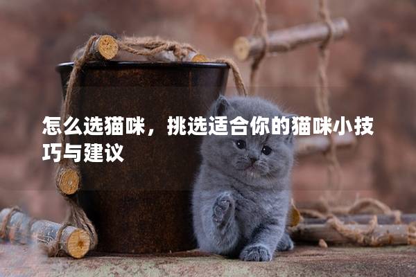 怎么選貓咪，挑選適合你的貓咪小技巧與建議