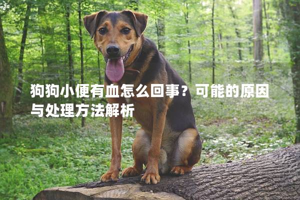 狗狗小便有血怎么回事？可能的原因與處理方法解析