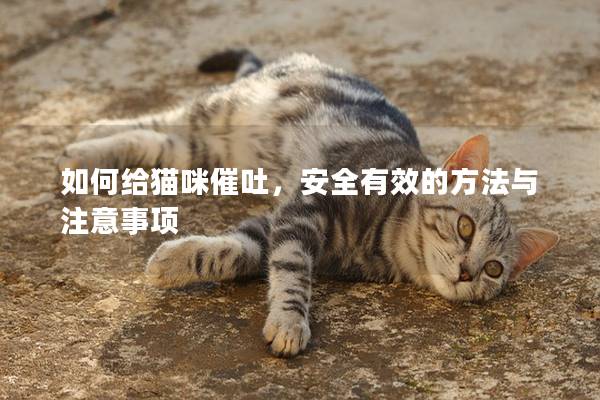 如何給貓咪催吐，安全有效的方法與注意事項