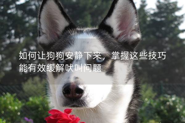 如何讓狗狗安靜下來(lái)，掌握這些技巧能有效緩解吠叫問(wèn)題