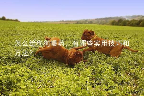 怎么給狗狗喂藥，有哪些實用技巧和方法？
