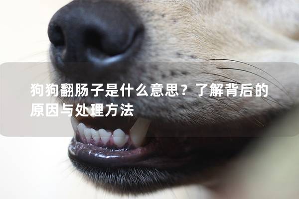 狗狗翻腸子是什么意思？了解背后的原因與處理方法