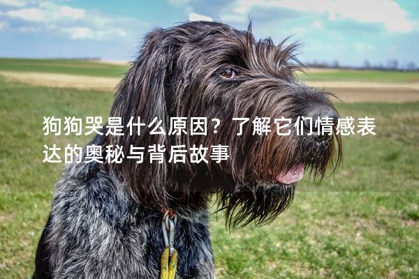 狗狗哭是什么原因？了解它們情感表達的奧秘與背后故事