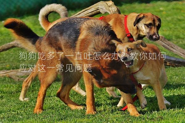 狗狗吃多了一直吐怎么辦？教你如何應對這一常見問題