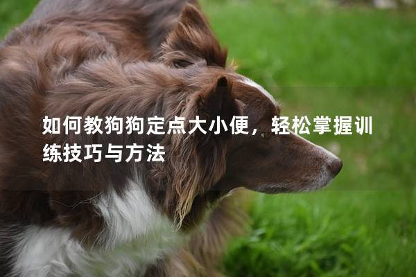 如何教狗狗定點大小便，輕松掌握訓練技巧與方法