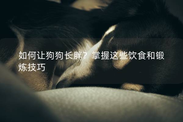 如何讓狗狗長胖？掌握這些飲食和鍛煉技巧