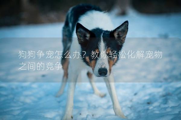 狗狗爭寵怎么辦?教你輕松化解寵物之間的競爭 狗狗爭寵怎么辦?教你輕松化解寵物之間的競爭