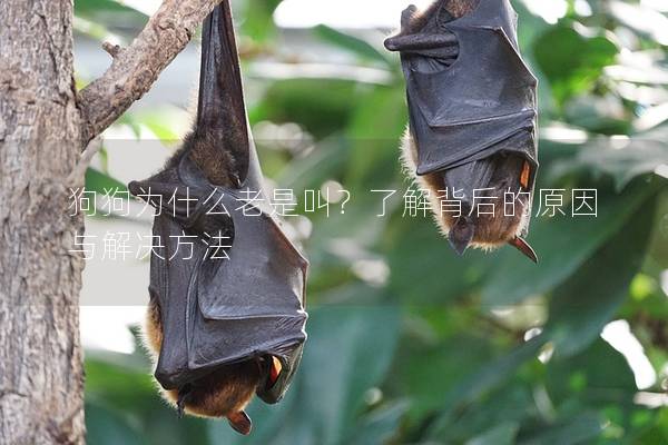 狗狗為什么老是叫？了解背后的原因與解決方法