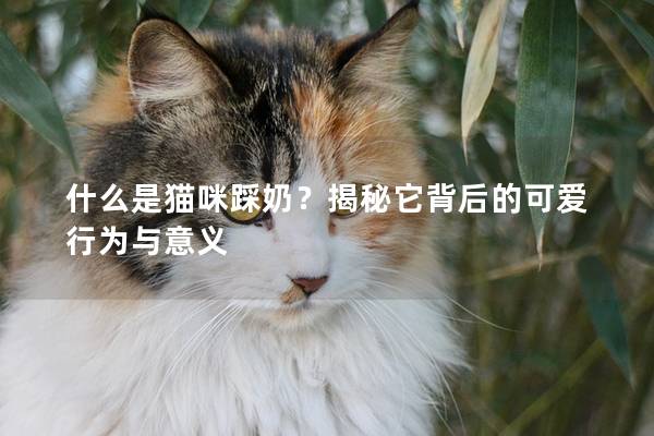 什么是貓咪踩奶?揭秘它背后的可愛行為與意義 什么是貓咪踩奶?揭秘它背后的可愛行為與意義