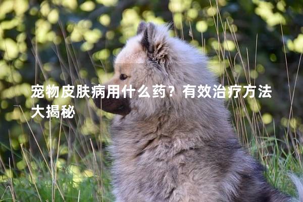 寵物皮膚病用什么藥？有效治療方法大揭秘