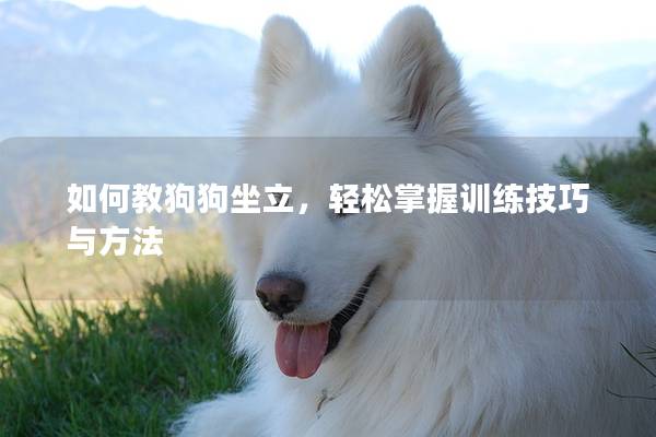 如何教狗狗坐立，輕松掌握訓(xùn)練技巧與方法