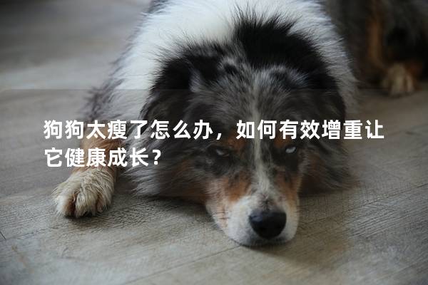 狗狗太瘦了怎么辦，如何有效增重讓它健康成長？