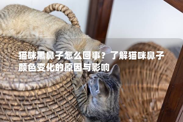 貓咪黑鼻子怎么回事？了解貓咪鼻子顏色變化的原因與影響