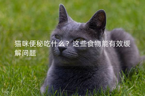 貓咪便秘吃什么？這些食物能有效緩解問題