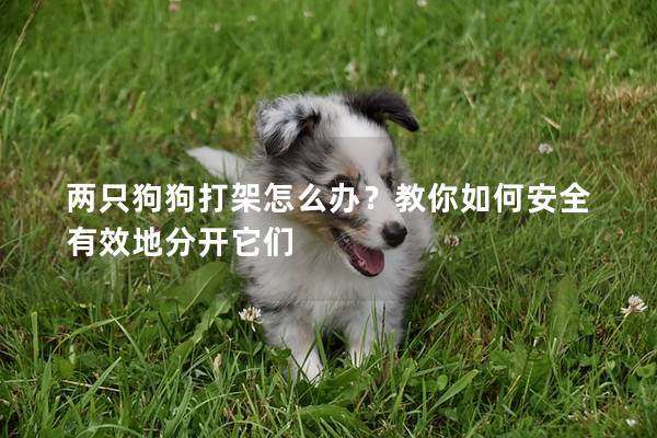 兩只狗狗打架怎么辦？教你如何安全有效地分開它們