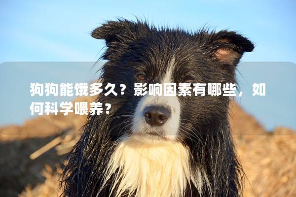 狗狗能餓多久？影響因素有哪些，如何科學(xué)喂養(yǎng)？