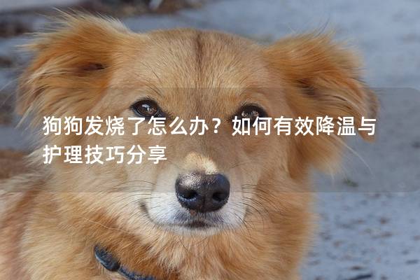 狗狗發燒了怎么辦？如何有效降溫與護理技巧分享