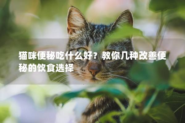 貓咪便秘吃什么好？教你幾種改善便秘的飲食選擇