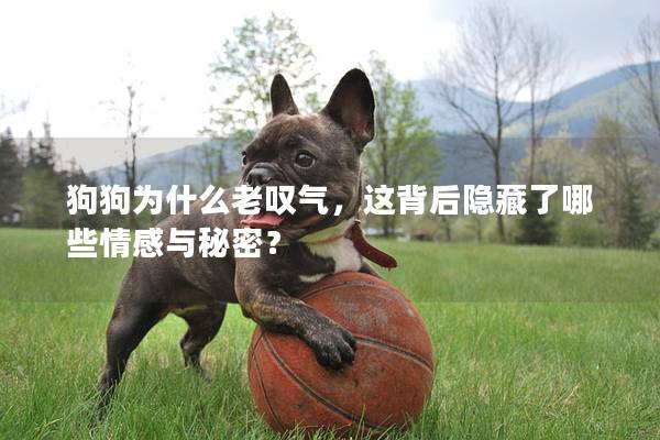 狗狗為什么老嘆氣，這背后隱藏了哪些情感與秘密？