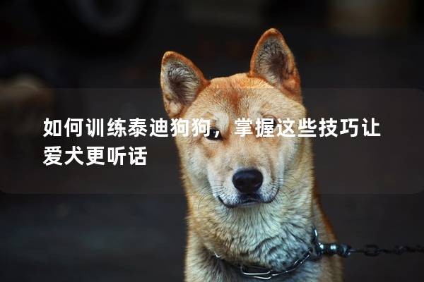 如何訓練泰迪狗狗，掌握這些技巧讓愛犬更聽話
