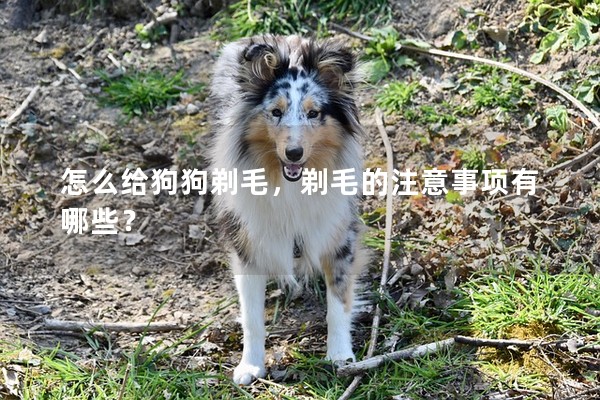 怎么給狗狗剃毛，剃毛的注意事項有哪些？