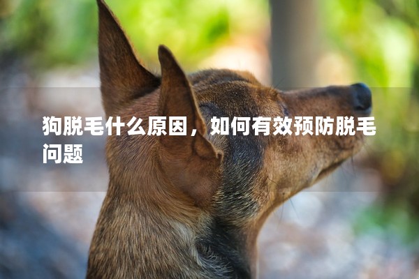 狗脫毛什么原因,如何有效預防脫毛問題 狗脫毛什么原因,如何有效預防脫毛問題