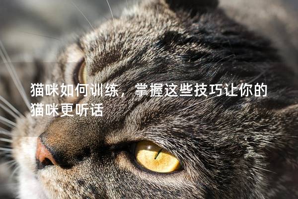 貓咪如何訓練，掌握這些技巧讓你的貓咪更聽話