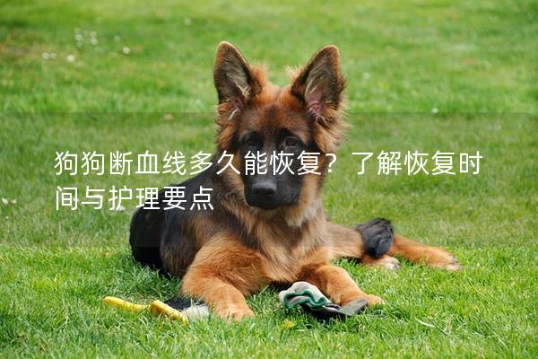 狗狗斷血線多久能恢復?了解恢復時間與護理要點 狗狗斷血線多久能恢復?了解恢復時間與護理要點