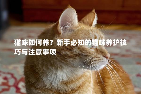 貓咪如何養？新手必知的貓咪養護技巧與注意事項