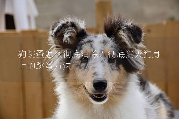狗跳蚤怎么徹底清除?徹底消滅狗身上的跳蚤方法 狗跳蚤怎么徹底清除?徹底消滅狗身上的跳蚤方法