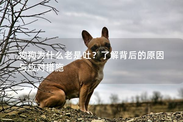 狗狗為什么老是吐？了解背后的原因與應(yīng)對措施