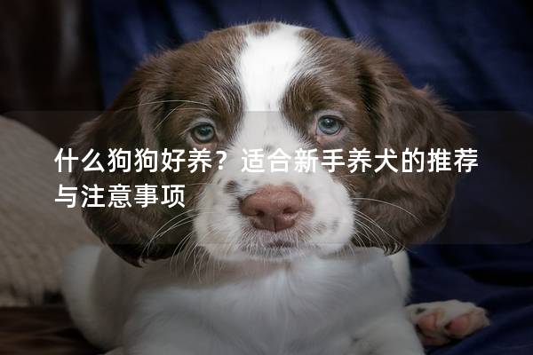 什么狗狗好養(yǎng)？適合新手養(yǎng)犬的推薦與注意事項