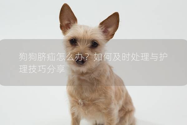 狗狗臍疝怎么辦?如何及時(shí)處理與護(hù)理技巧分享 狗狗臍疝怎么辦?如何及時(shí)處理與護(hù)理技巧分享