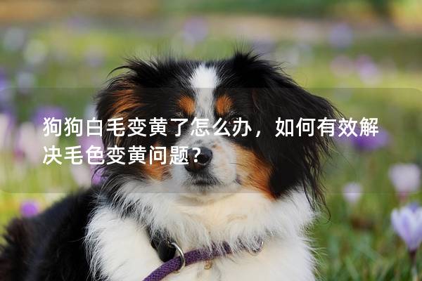 狗狗白毛變黃了怎么辦，如何有效解決毛色變黃問(wèn)題？