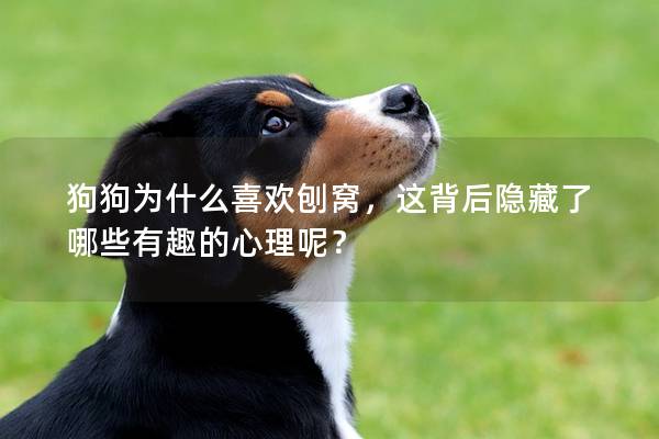 狗狗為什么喜歡刨窩，這背后隱藏了哪些有趣的心理呢？