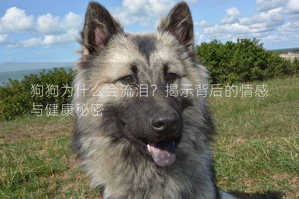 狗狗為什么會流淚？揭示背后的情感與健康秘密